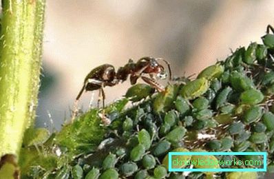 266-¿Cómo deshacerse de las hormigas de jardín?