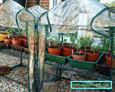 ¿Cómo hacer un invernadero para plantas? ¿Cómo hacer un invernadero para plantas?