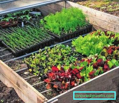¿Cómo hacer un invernadero para plantas? ¿Cómo hacer un invernadero para plantas?