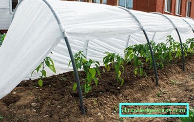 ¿Cómo hacer un invernadero para plantas? ¿Cómo hacer un invernadero para plantas?