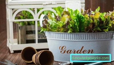 ¿Cómo hacer un invernadero para plantas? ¿Cómo hacer un invernadero para plantas?