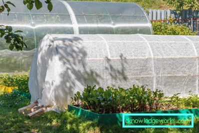 ¿Cómo hacer un invernadero para plantas? ¿Cómo hacer un invernadero para plantas?