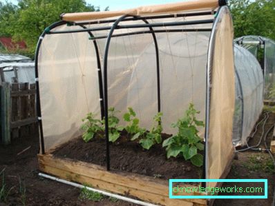 ¿Cómo hacer un invernadero para plantas? ¿Cómo hacer un invernadero para plantas?