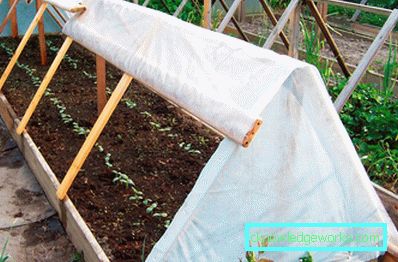 ¿Cómo hacer un invernadero para plantas? ¿Cómo hacer un invernadero para plantas?