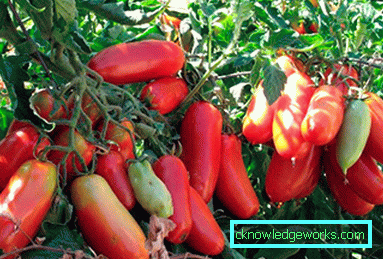 Cohete de 188 tomates