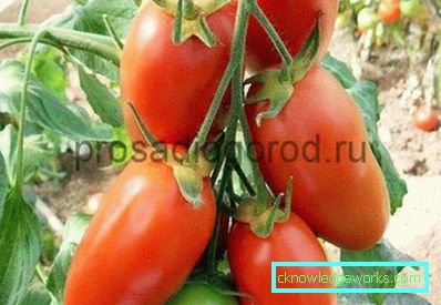 Cohete de 188 tomates
