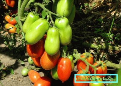 Cohete de 188 tomates