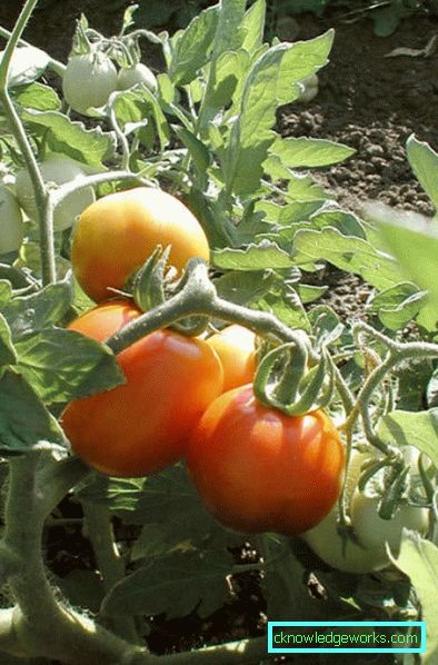 Cohete de 188 tomates