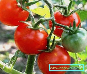 Tomate 179 Yamal
