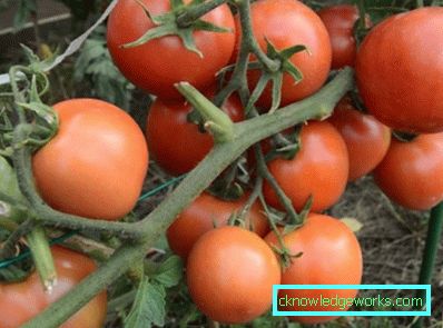 179-Tomate Yamal