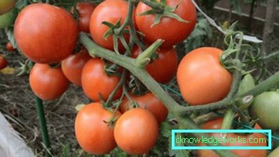 Tomate 179 Yamal