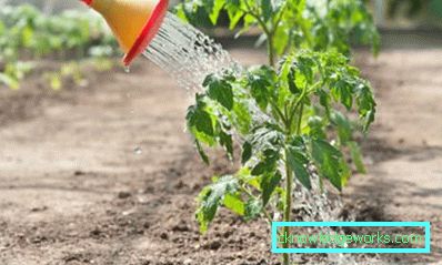 179-Tomate Yamal