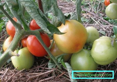 Tomate 179 Yamal